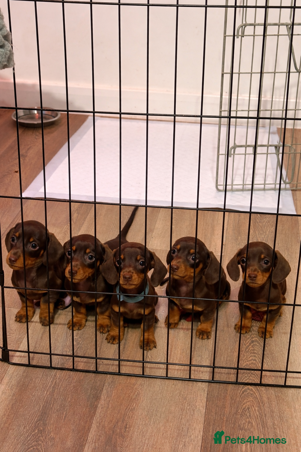 Miniature Dachshund dogs 5TH GENERATION PEDIGREE MINIATURE DACHSHUND  - Advert 1