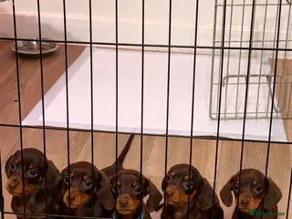 Miniature Dachshund dogs 5TH GENERATION PEDIGREE MINIATURE DACHSHUND - Advert 1