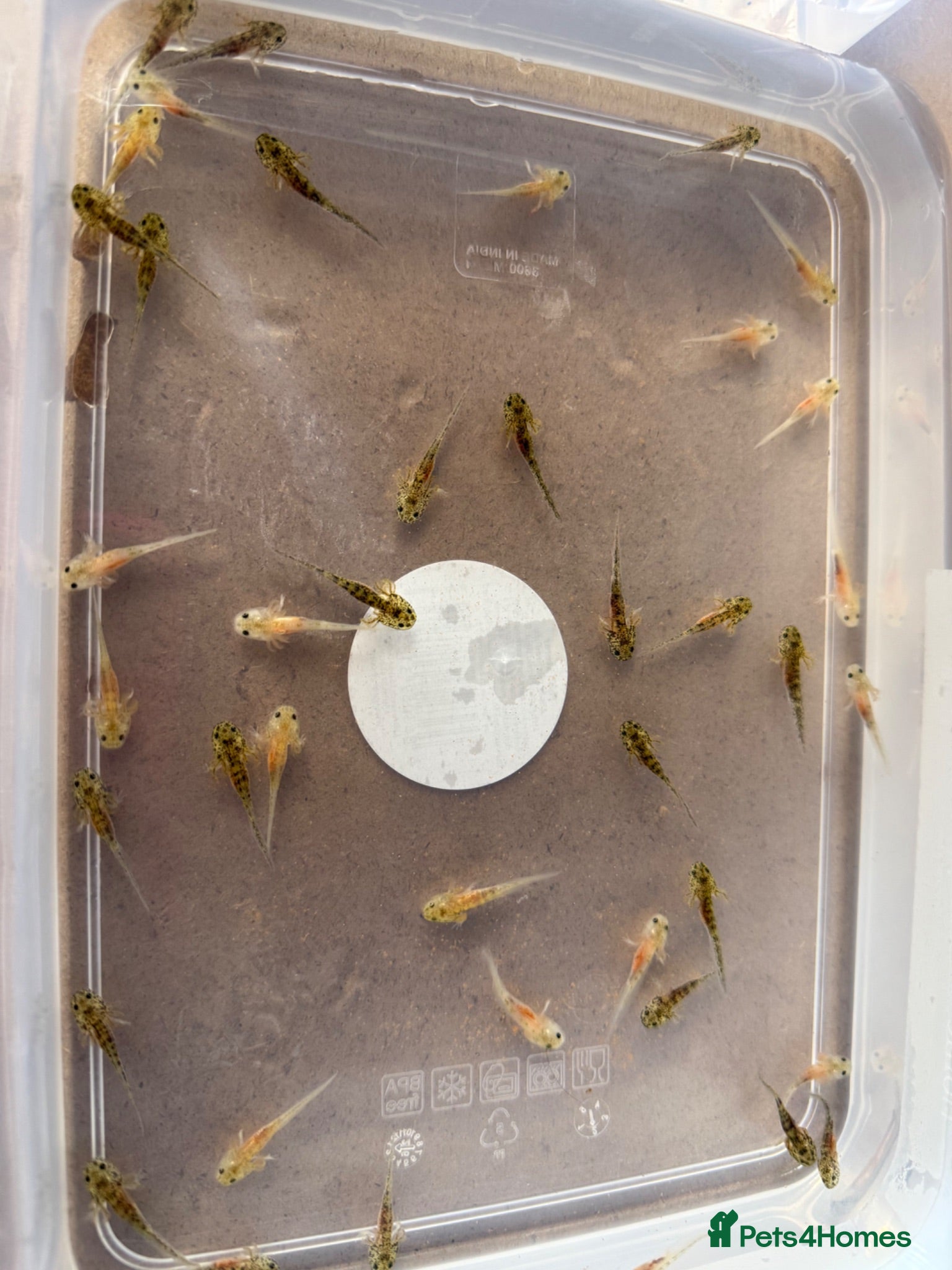 Axolotl reptiles Axolotl babies  - Advert 2