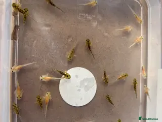 Axolotl reptiles Axolotl babies - Advert 2