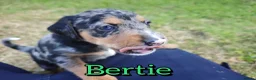 Mixed Breed dogs for sale: Loving Parsons Russell Cross Puppies  - Advert 7