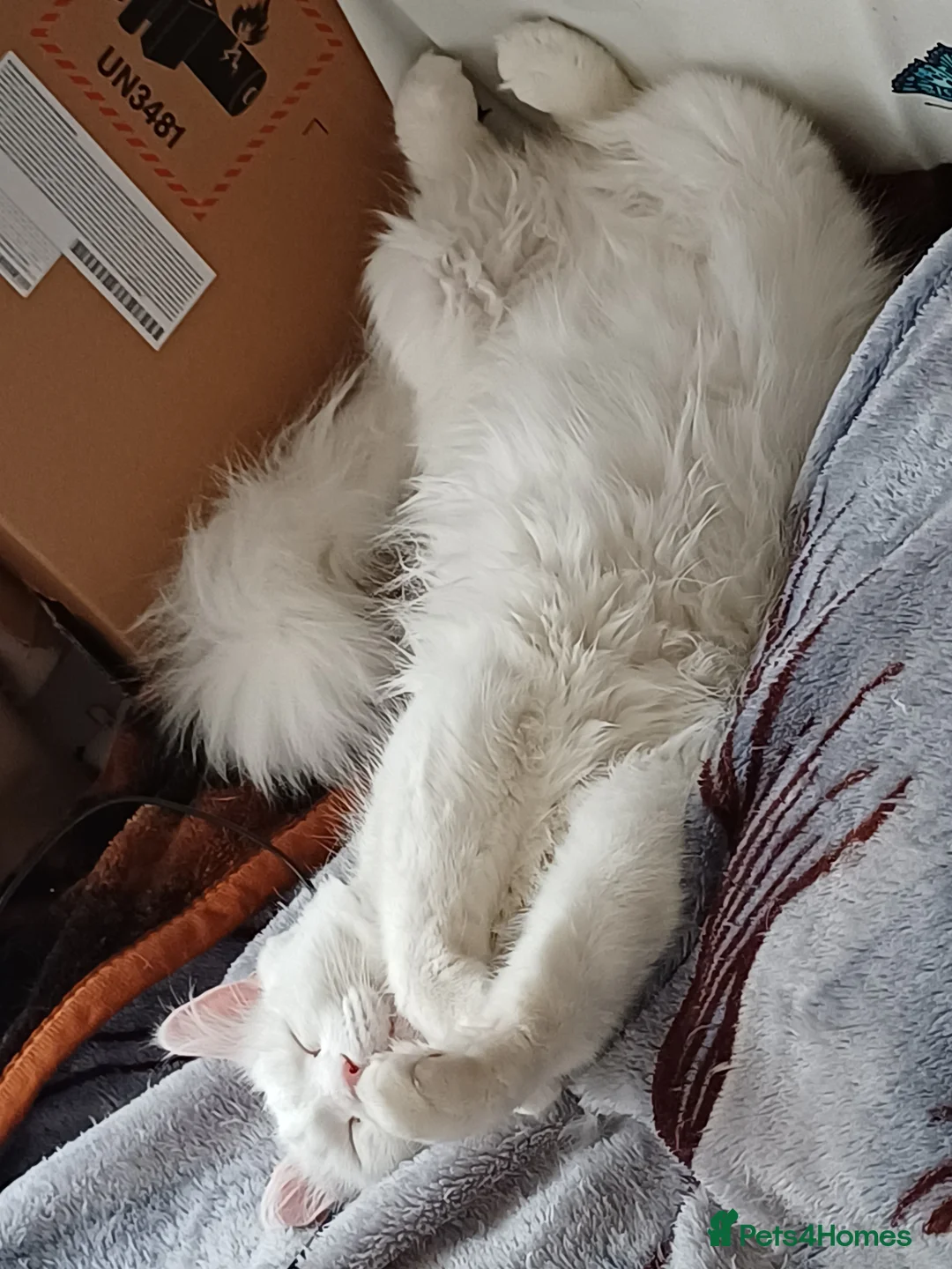 Mixed Breed cats for sale: Mixed breed Golden/ white4 months old boy kitten in London - Advert 1