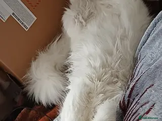 Mixed Breed cats Mixed breed Golden/ white4 months old boy kitten - Advert 3