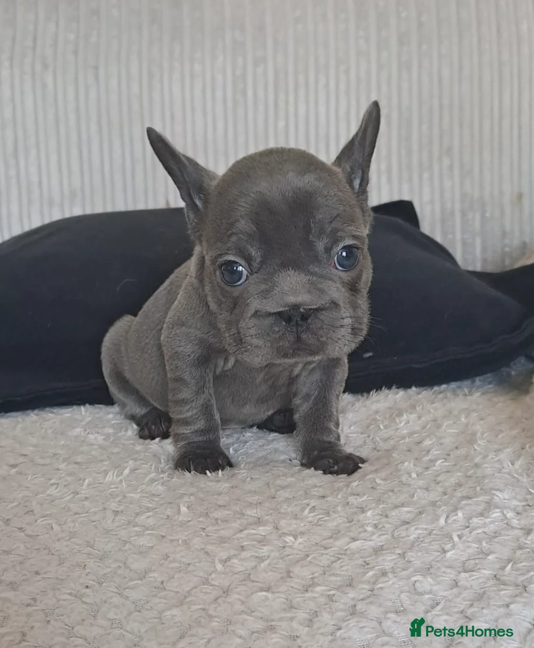 French Bulldog dogs for sale: Looking for a forever home x  - Advert 9