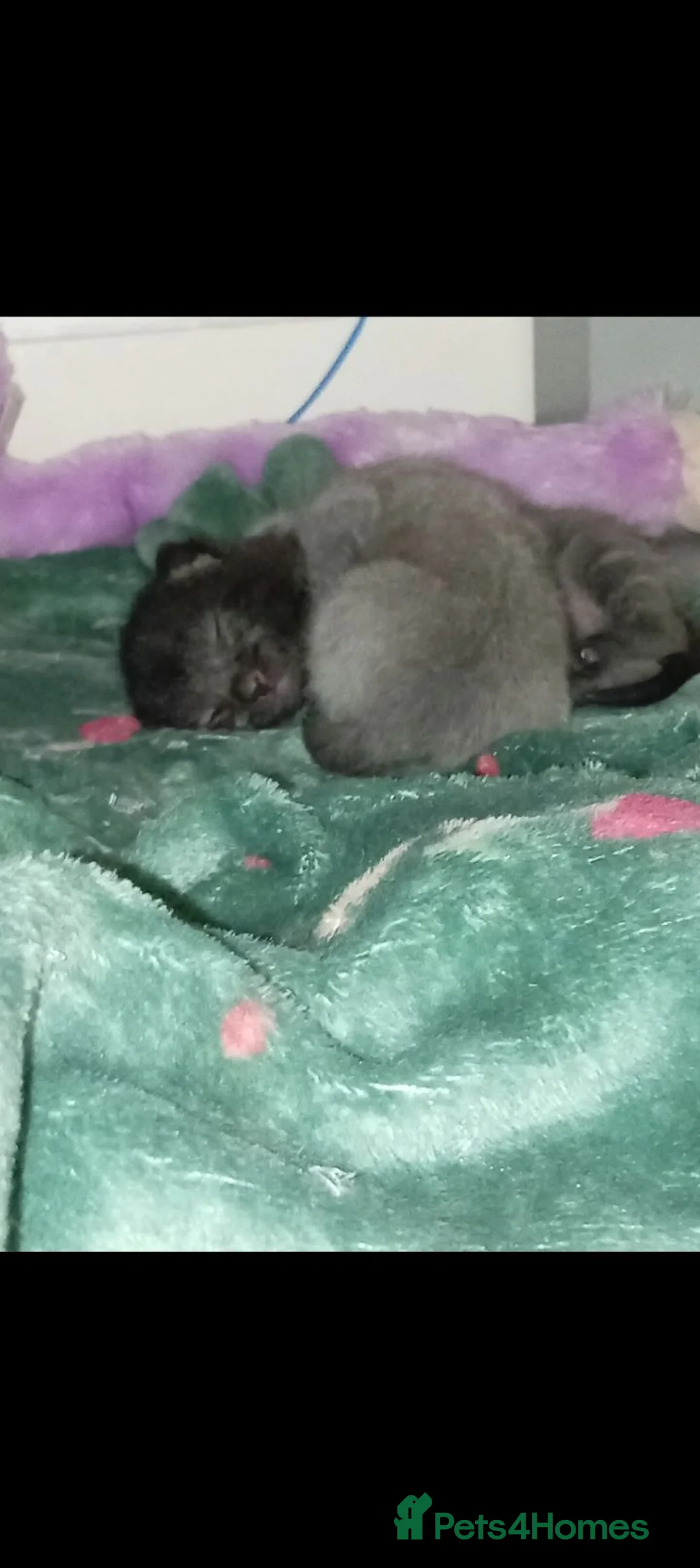 Mixed Breed cats for sale: Beautiful 2 kittens  - Advert 2