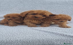Cavapoo dogs for sale: Exquisite little cavapoos ready to go! - Image 3