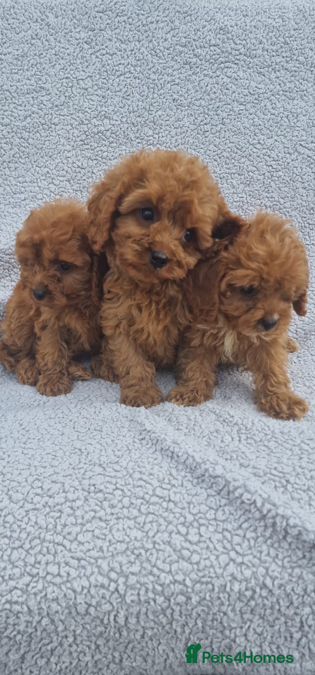 Cavapoo dogs for sale: Exquisite little cavapoos ready to go! - Image 3