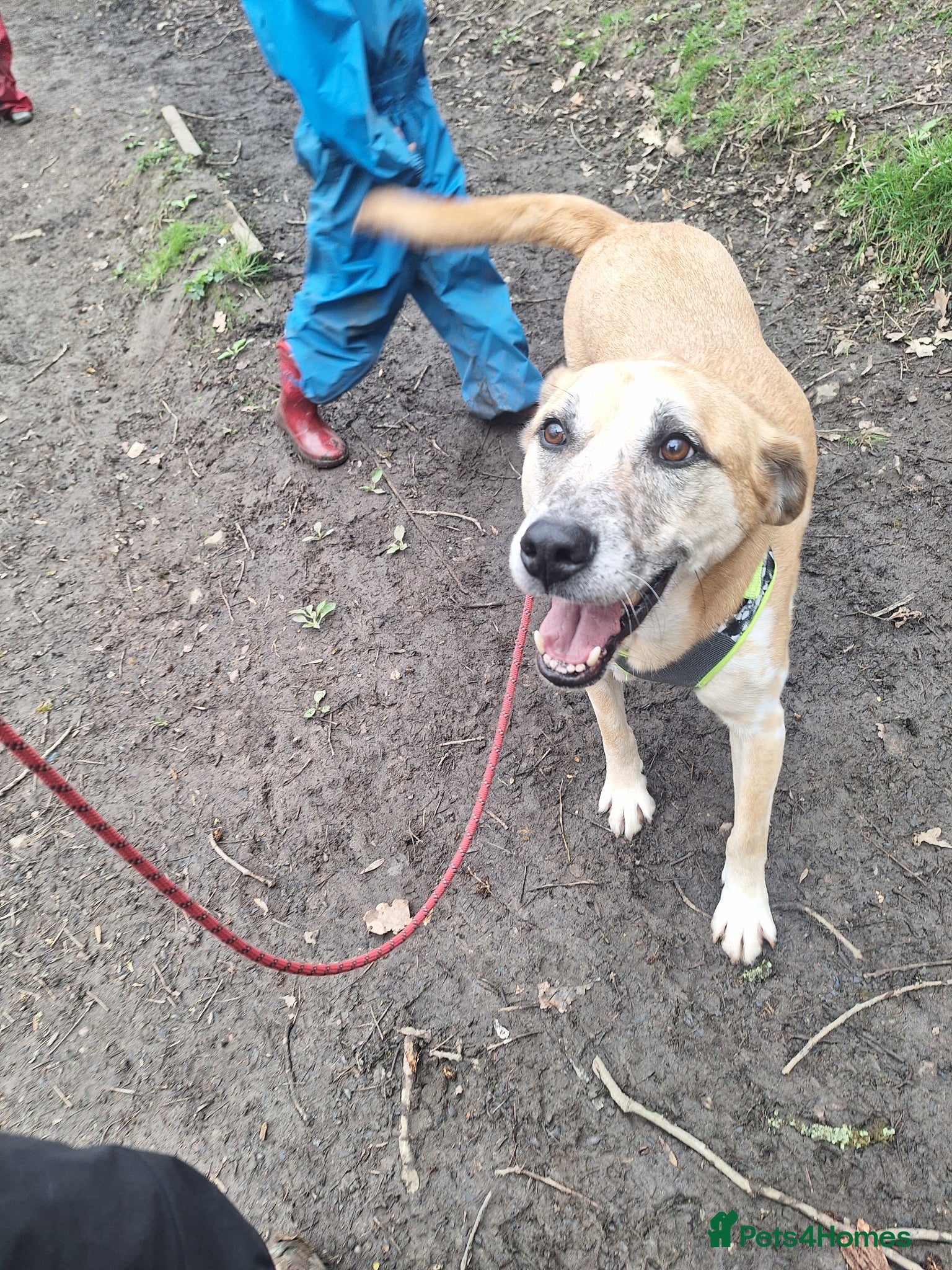 Mixed Breed dogs Beautiful older fella for adoption - Advert 3