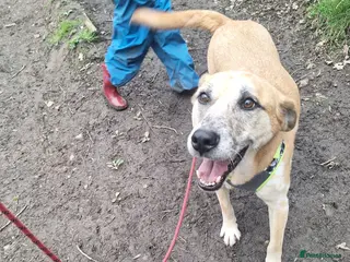 Mixed Breed dogs Beautiful older fella for adoption - Advert 3
