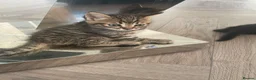 Mixed Breed cats for sale: Mixed bengal kittens - Advert 3
