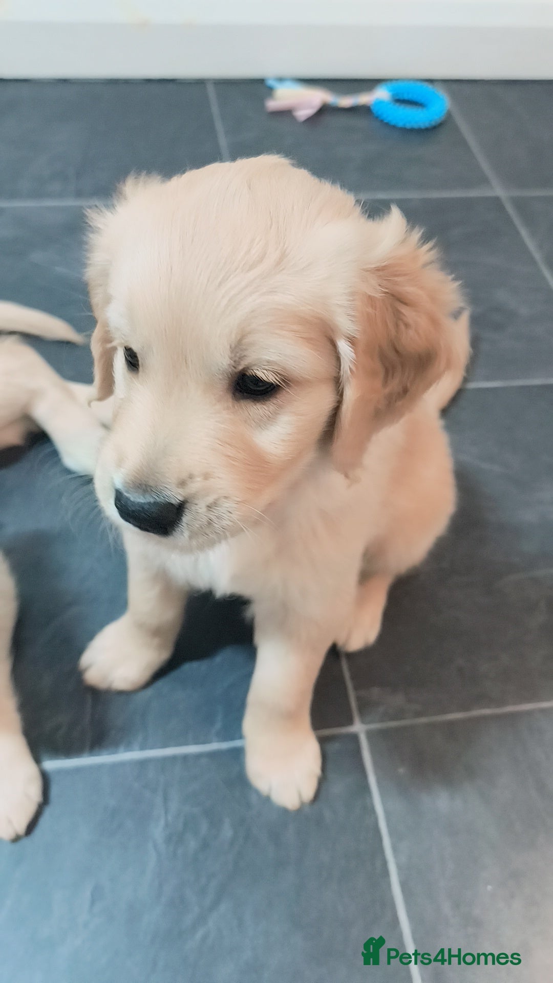 Golden Retriever dogs Gorgeous golden retriever puppies 🐕 - Advert 7