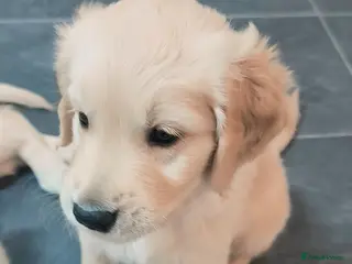 Golden Retriever dogs Gorgeous golden retriever puppies 🐕 - Advert 7