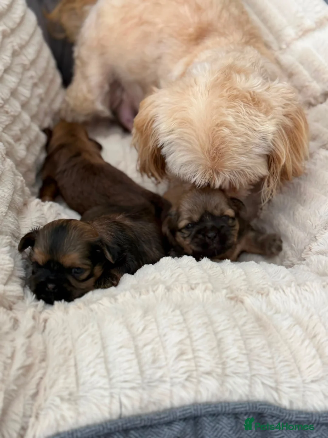Shih Tzu dogs for sale: Shihtzu babies - Advert 2