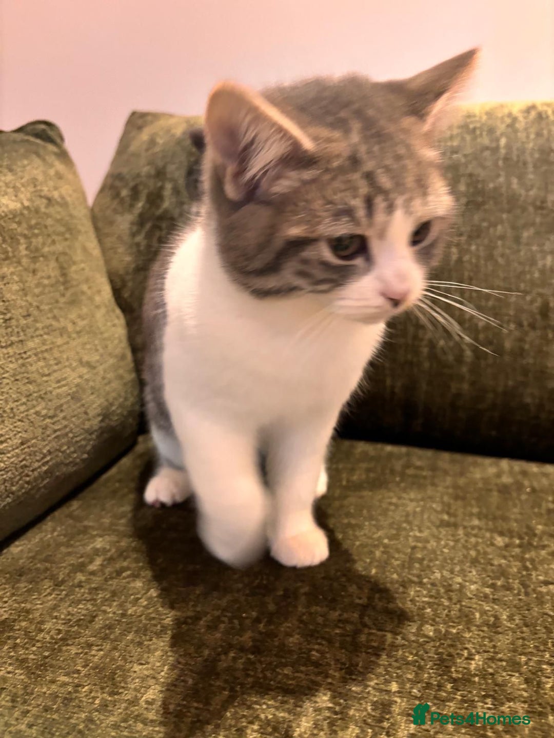 Mixed Breed cats for adoption: 4 month old rescue kitten needs forever home - Advert 1