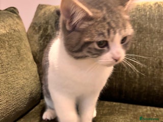 Mixed Breed cats 4 month old rescue kitten needs forever home - Advert 6