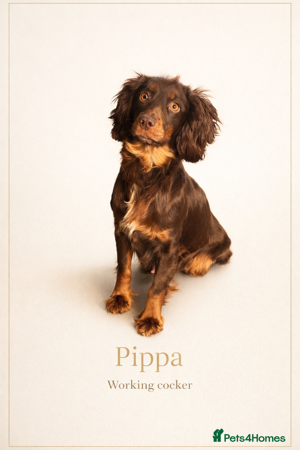 Cocker Spaniel dogs Stunning Working Cocker Spaniel Puppies.  - Advert 2