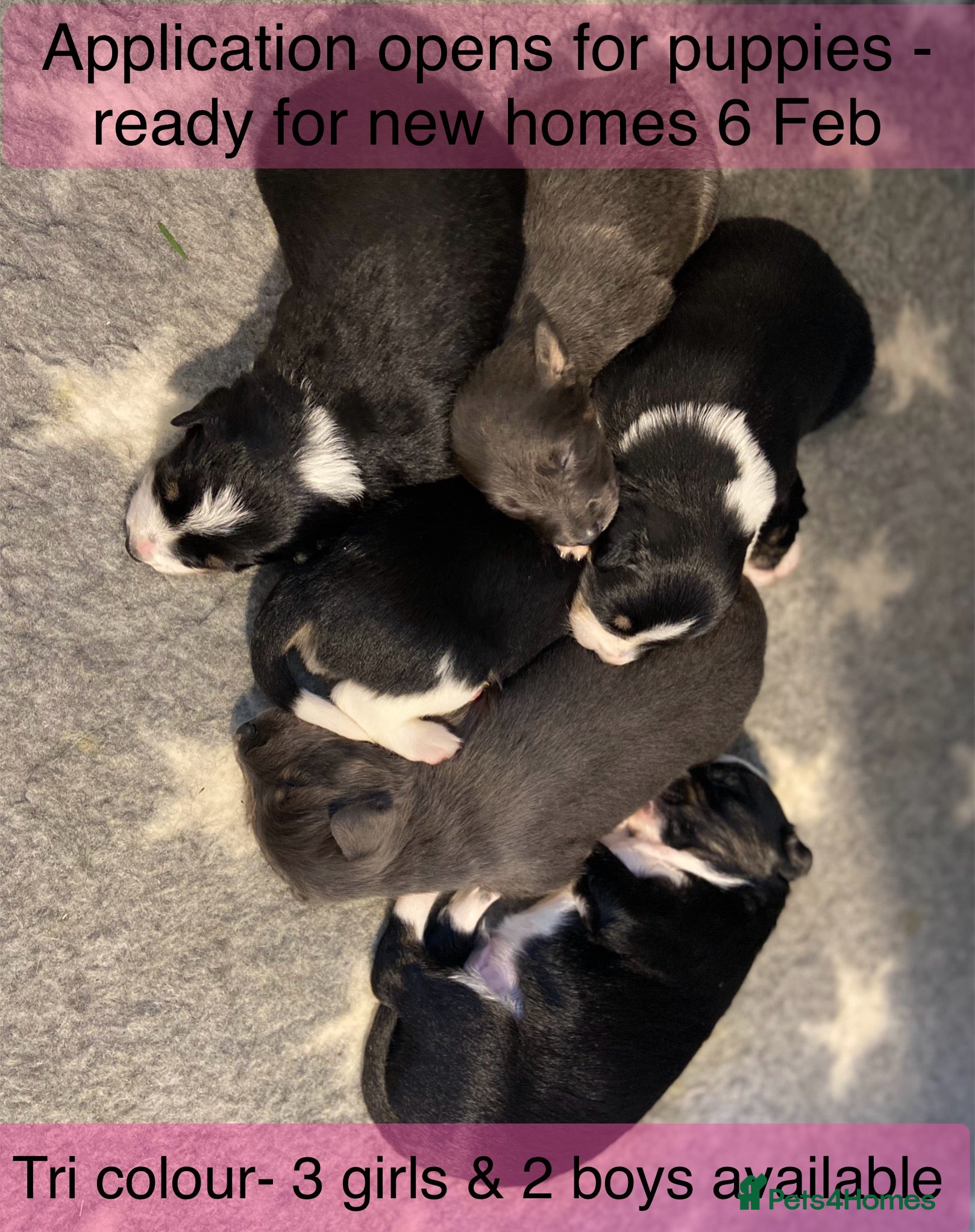 Border Collie dogs 6 gorgeous high quality Border Collie Puppies  - Advert 4