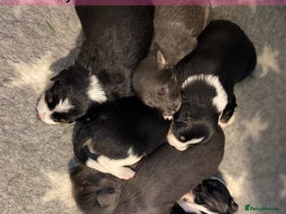 Border Collie dogs 6 gorgeous high quality Border Collie Puppies - Advert 2