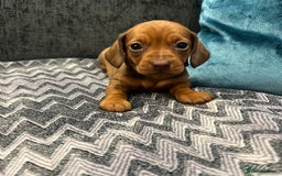 Miniature Dachshund dogs for sale: Fully vaccinated and ready TO GO,kc reg pra clear in Warrington - Image 13