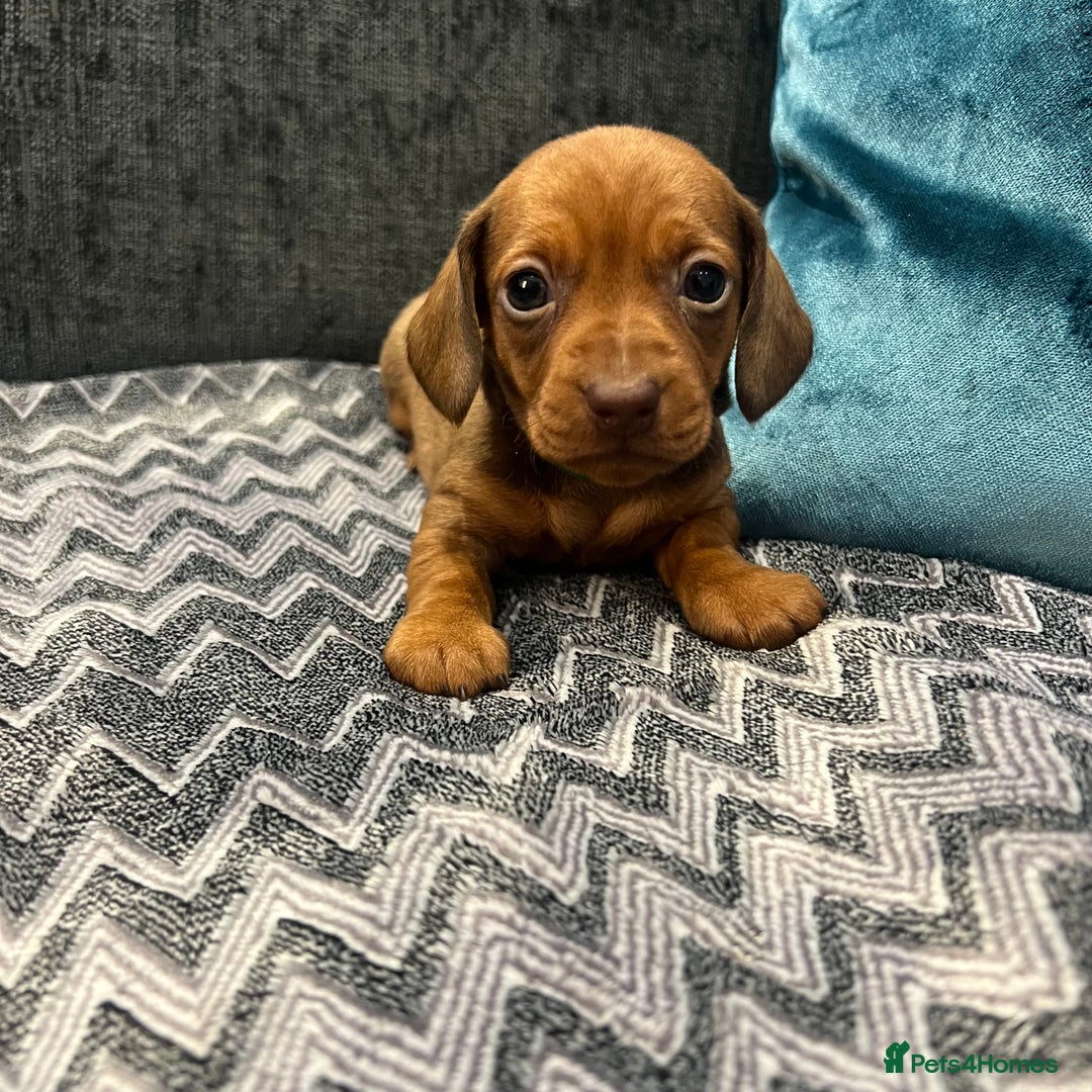 Miniature Dachshund dogs for sale: Fully vaccinated and ready TO GO,kc reg pra clear in Warrington - Image 13