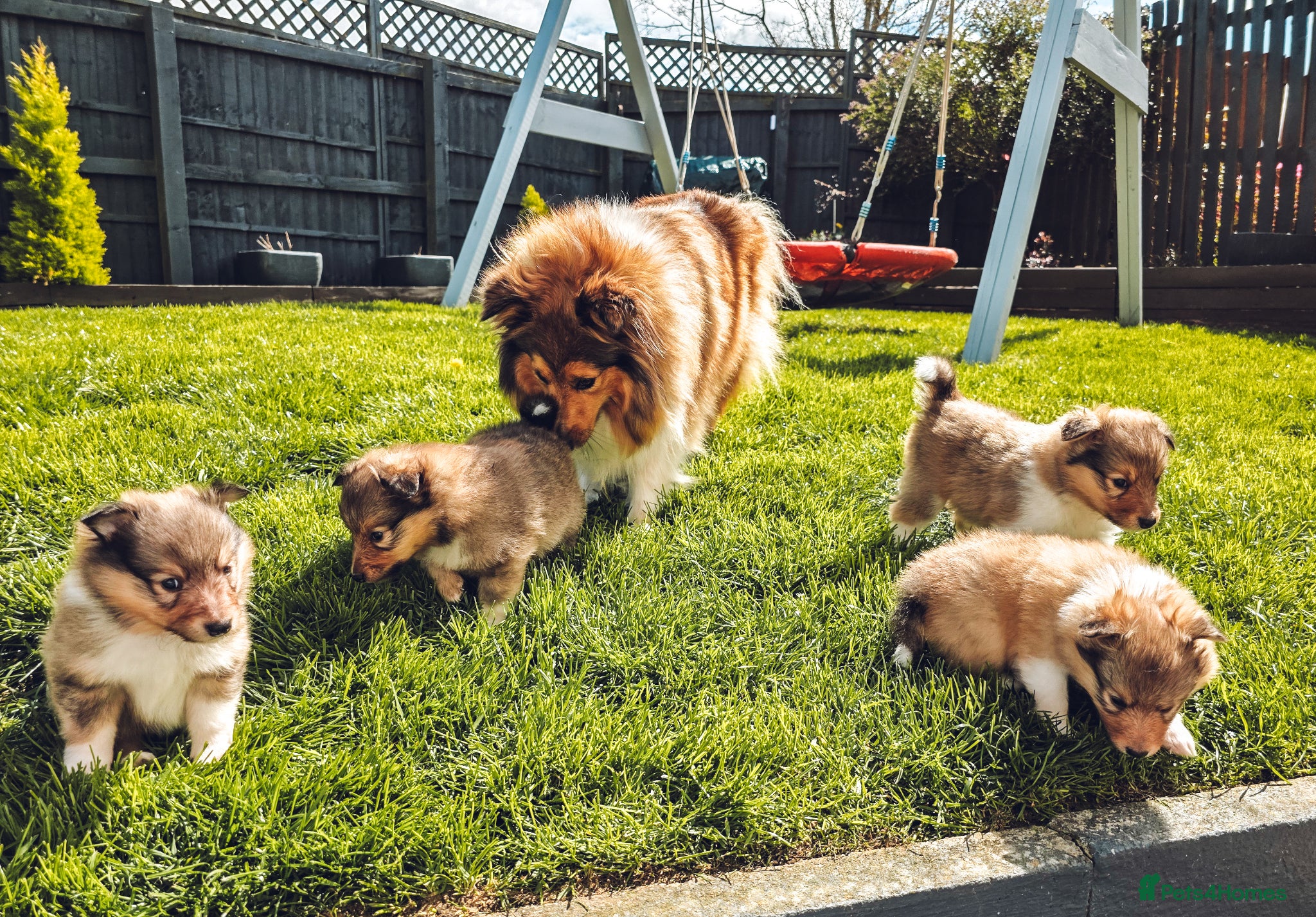 Shetland Sheepdog dogs STUNNING SHELTIE PUPPIES **KC REG** - Advert 1