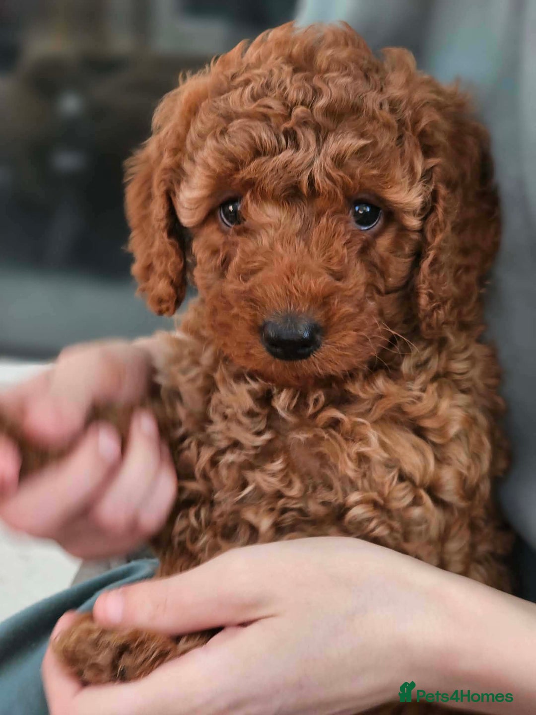 Poodle dogs for sale: miniature poodle puppies for sale (READY NOW ) - Advert 10