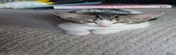 British Shorthair cats for sale: Female kitten - Advert 6