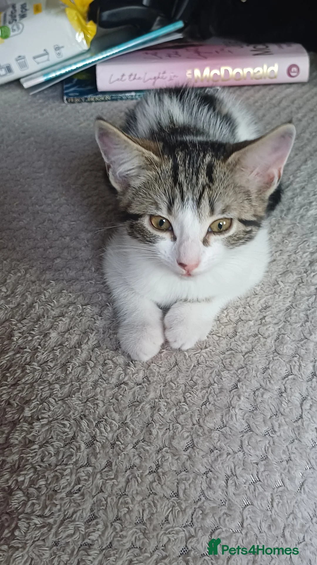 British Shorthair cats for sale: Female kitten - Advert 6