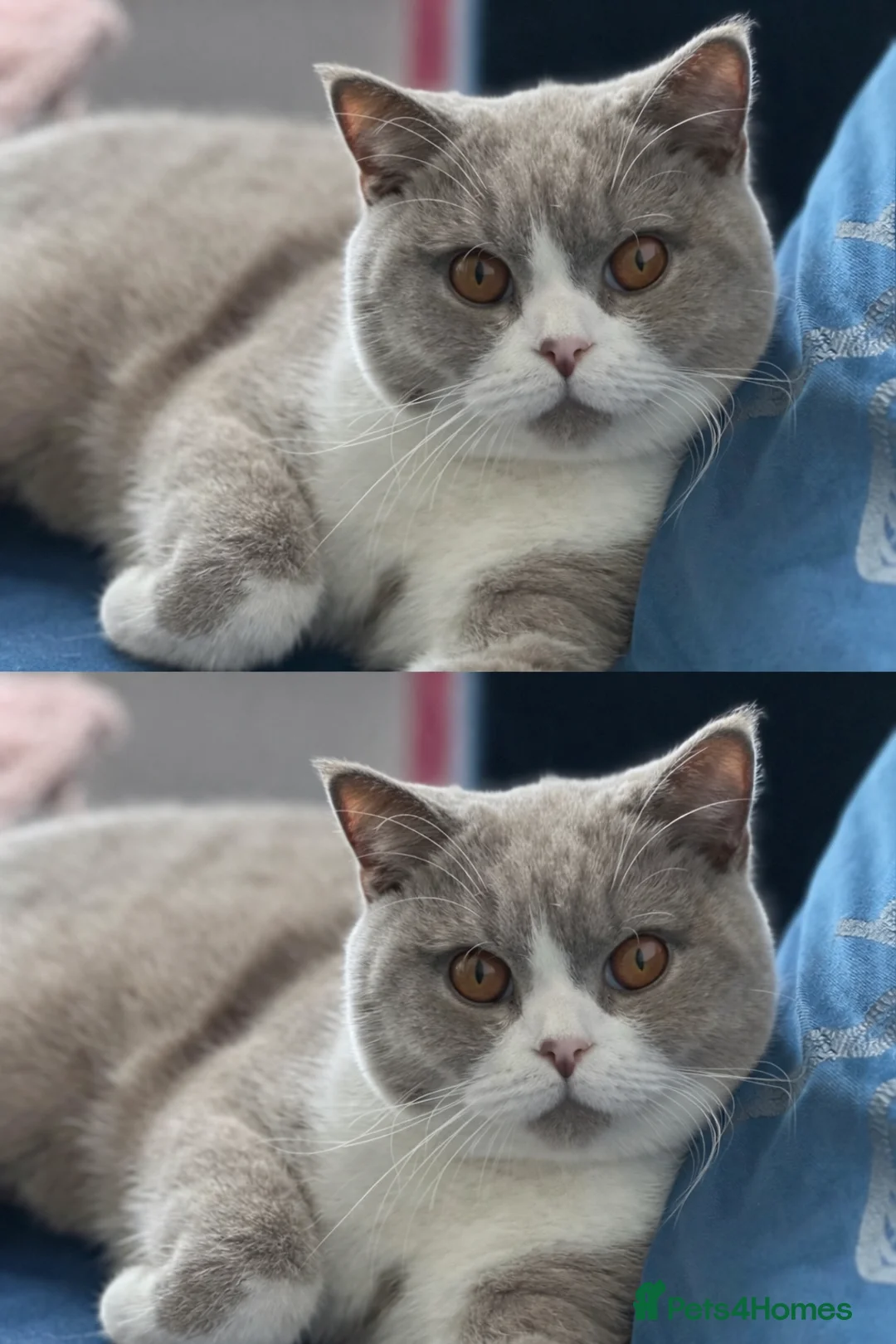 British Shorthair cats for adoption: 1 Year Old British Shorthair with Full Kit - Advert 3