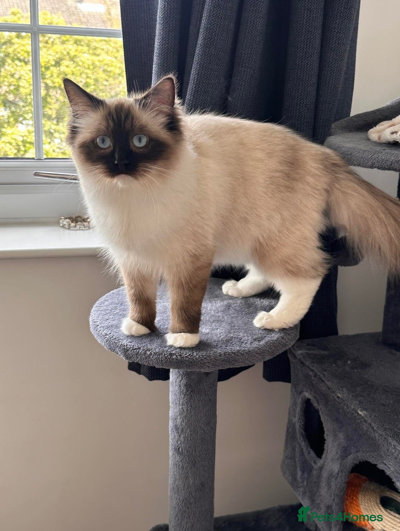 Ragdoll cats 🐾 Beautiful Ragdoll Cats  🐾 - Advert 2