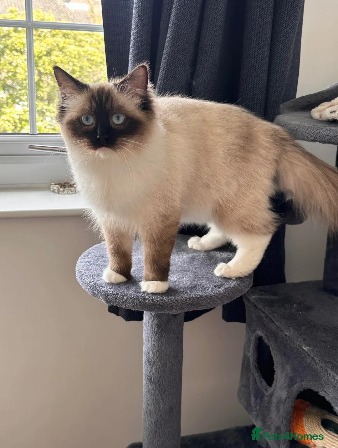 Ragdoll cats for sale: 🐾 Beautiful Ragdoll Cats  🐾 - Advert 1