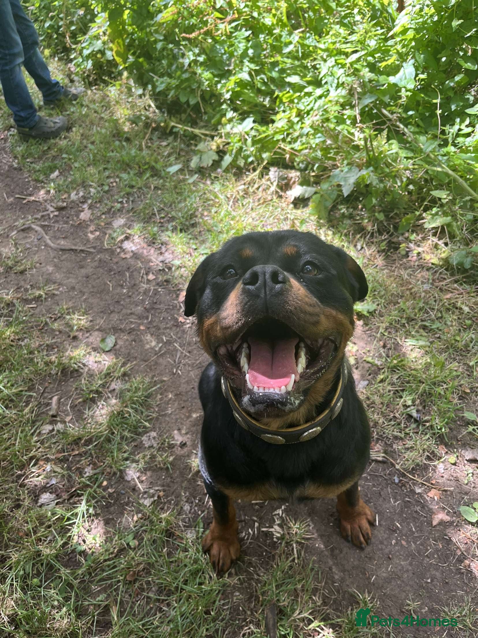 Rottweiler dogs Rottweiler puppies KC registered 2 boys left  in Northampton - Advert 1