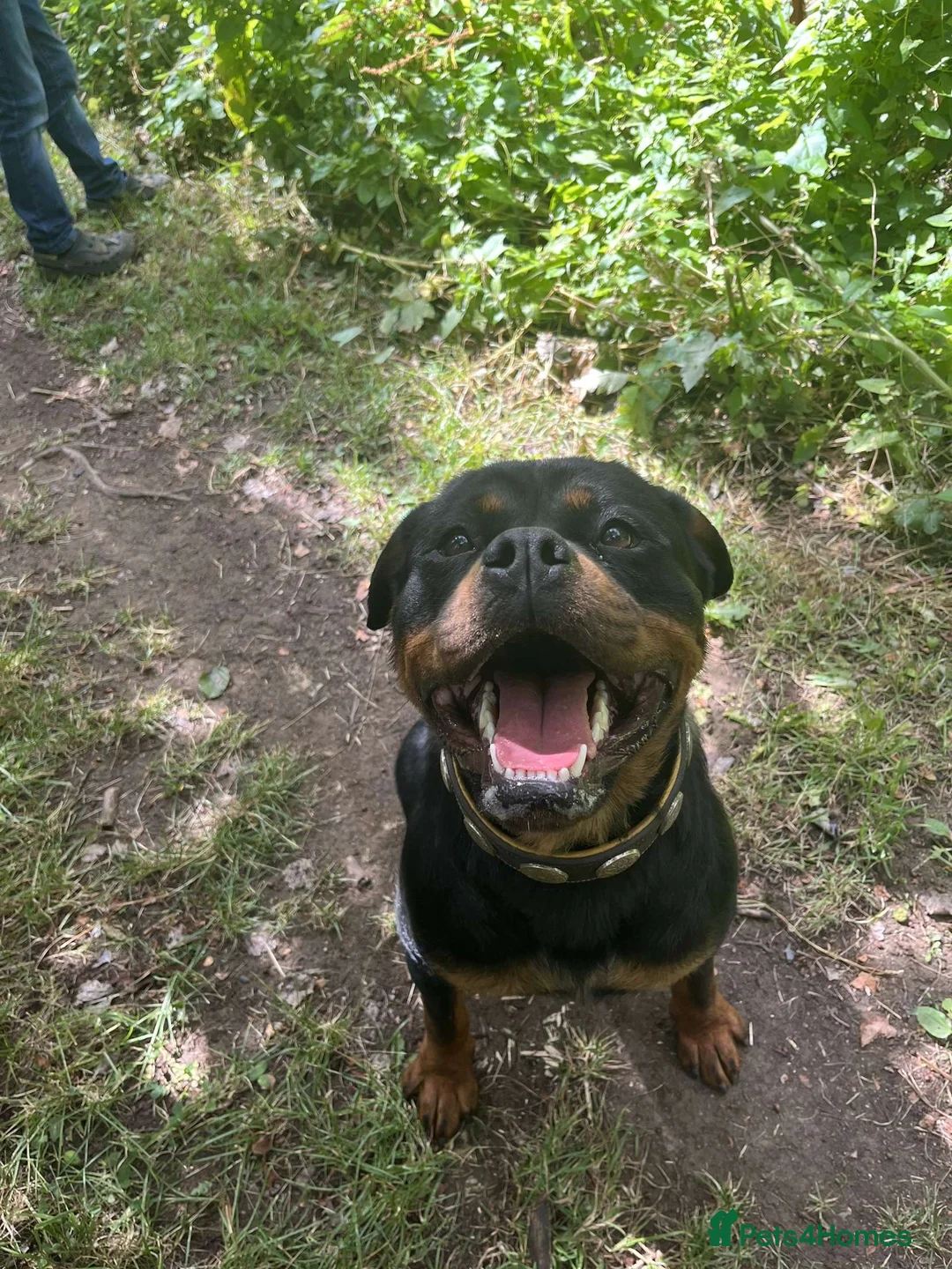 Rottweiler dogs for sale: Rottweiler puppies KC registered 2 boys left  in Northampton - Advert 1