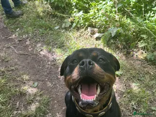 Rottweiler dogs Rottweiler puppies KC registered 2 boys left in Northampton - Advert 1