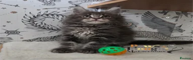 Maine Coon 2