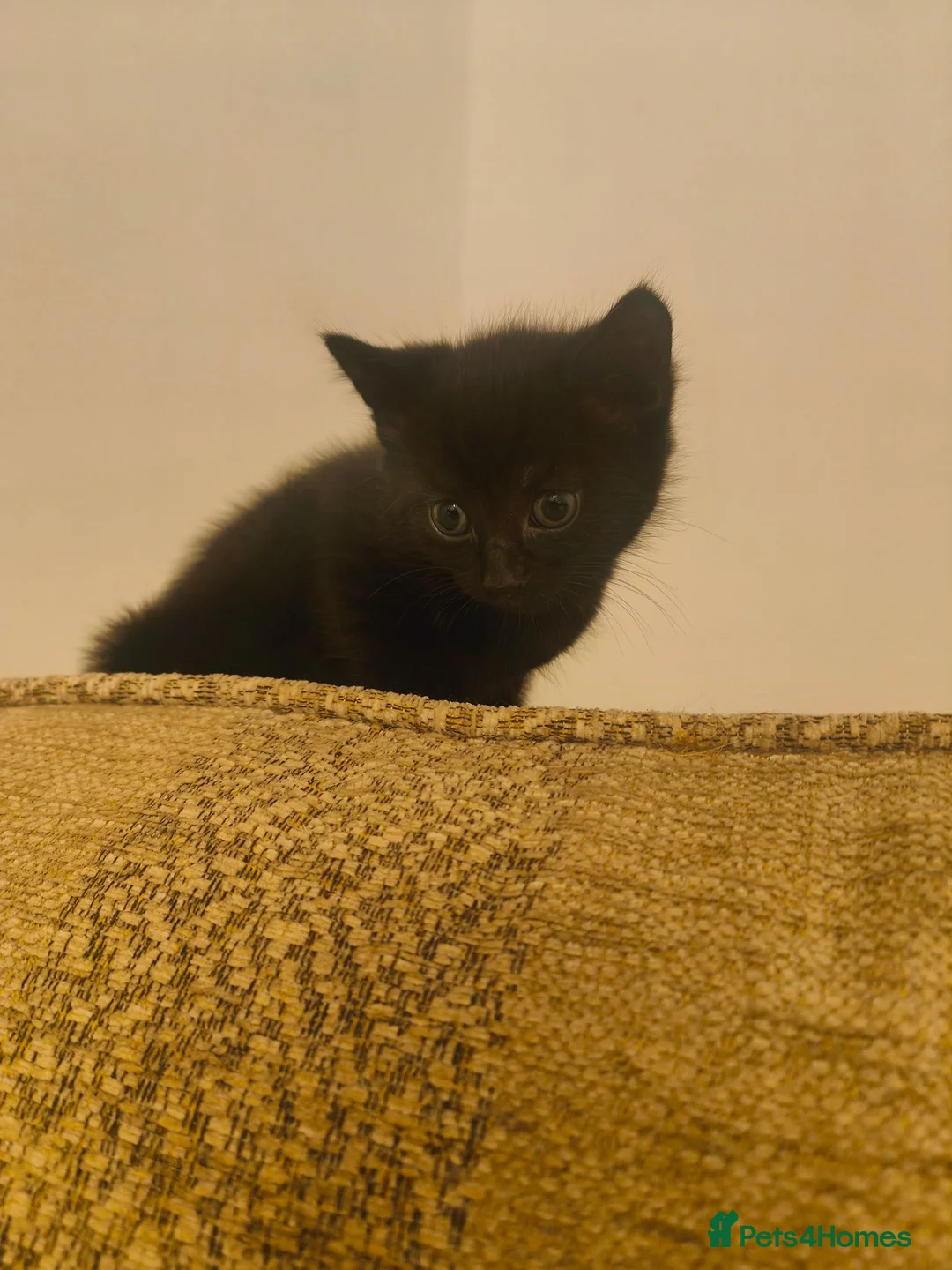 Mixed Breed cats for sale: Mixed breed kittens - Advert 6