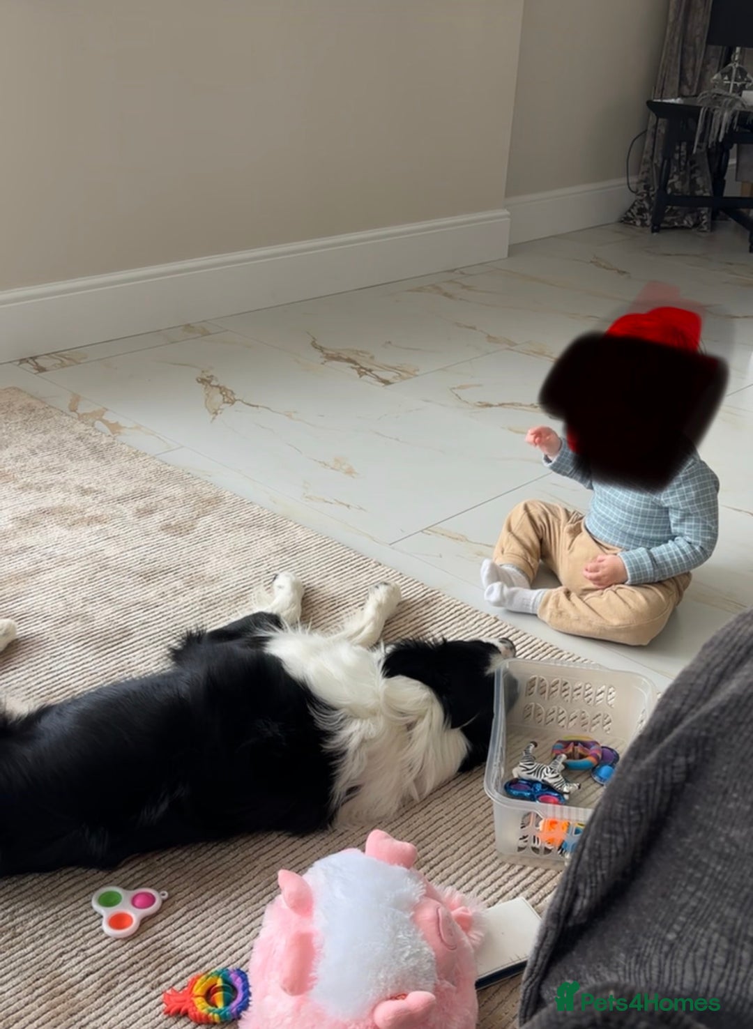 Border Collie dogs for sale: Bear the Border Collie  - Advert 6