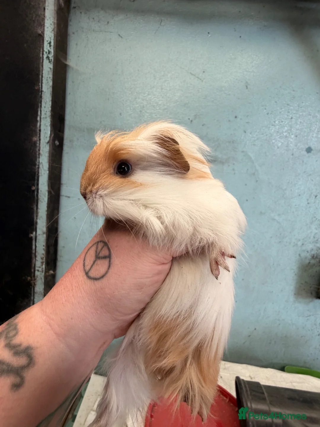 Guinea Pig rodents for sale: 5 female guinea pigs  - Advert 2