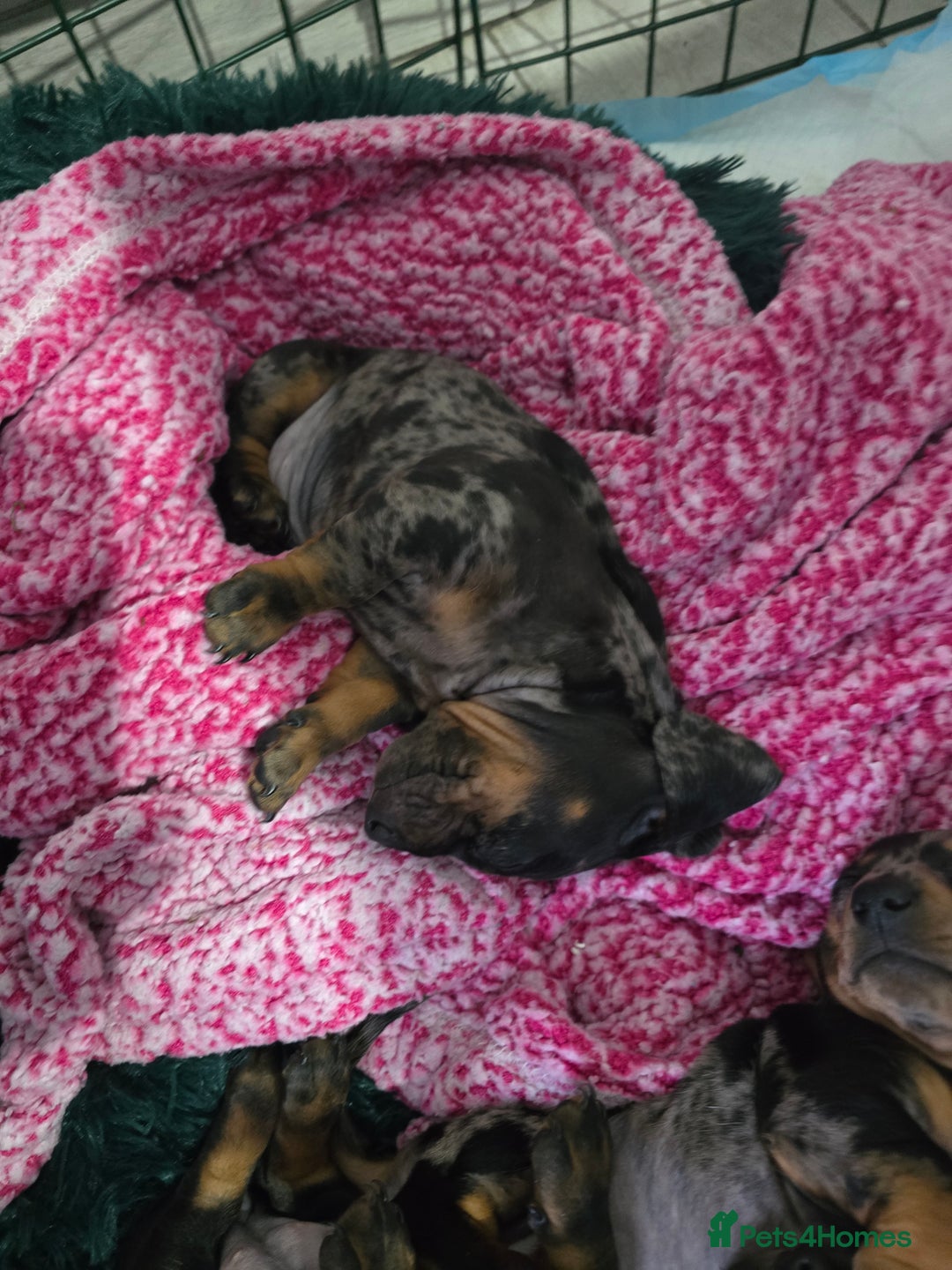 Dachshund dogs for sale: 6 mini daschunds looking for new home - Advert 10