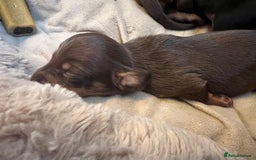 Miniature Dachshund dogs for sale: Adorable Mini Dachshunds  - Image 4
