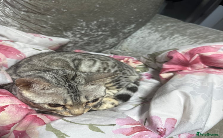 Bengal cats - Advert 13