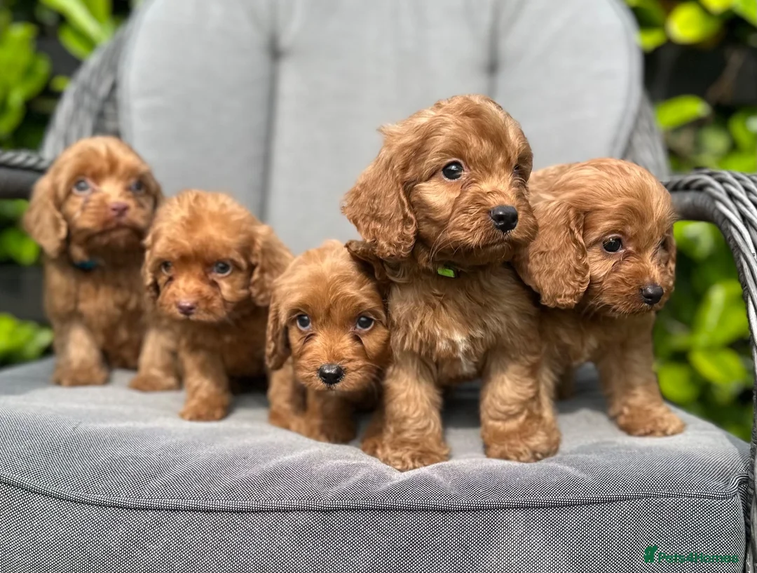 Cockapoo dogs for sale: Red cockapoo puppies  - Advert 1