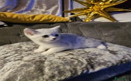 British Shorthair cats for sale: Adorable Silver Kittens looking for forever homes - Advert 6