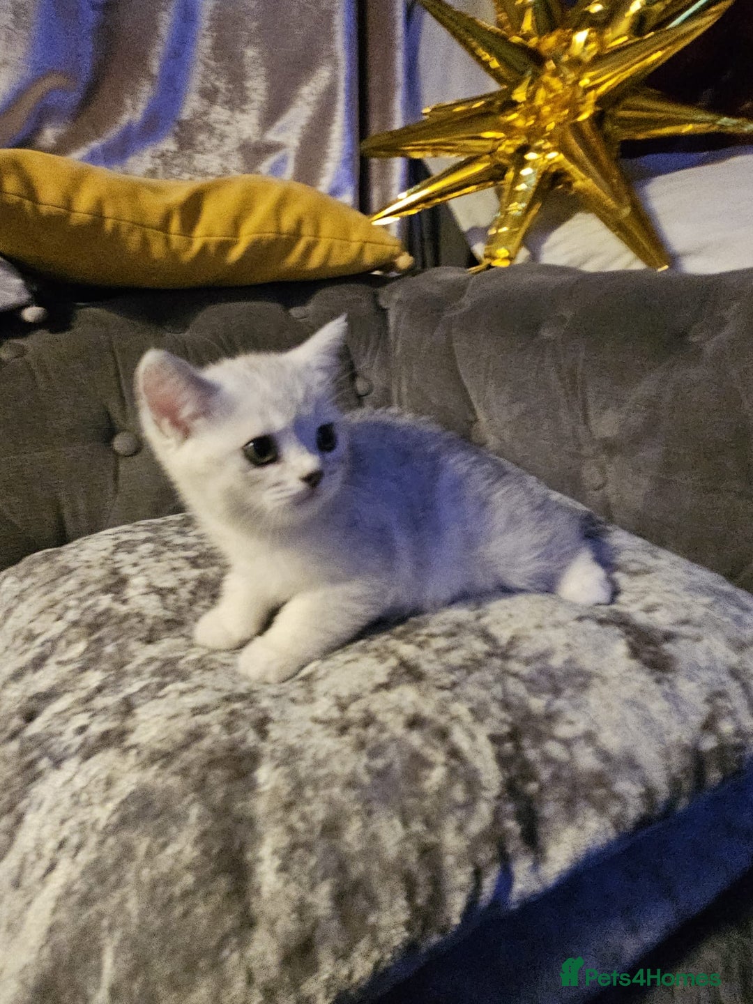 British Shorthair cats for sale: Adorable Silver Kittens looking for forever homes - Advert 6