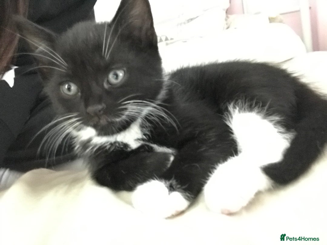 British Shorthair cats for sale: Tuxedo and black cat 🖤 - Image 8