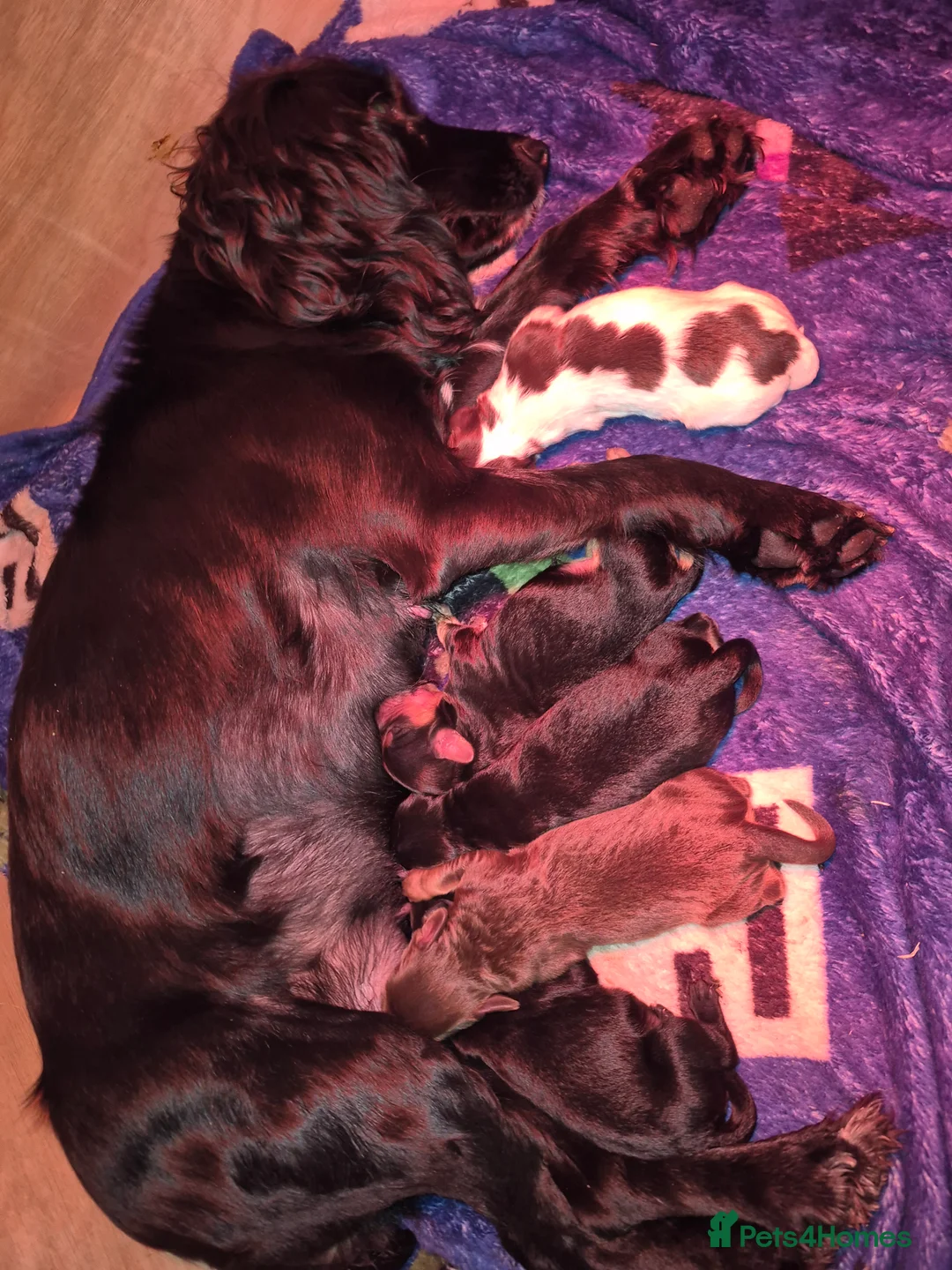 Cockapoo dogs for sale: F1 Cockapoos  - Advert 1