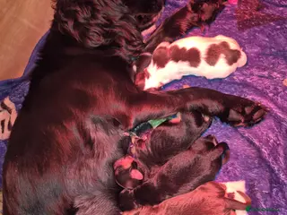 Cockapoo dogs F1 Cockapoos - Advert 1