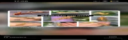 Gecko reptiles for sale: A range of leopard gecko and crested gecko babies in Aylesford - Advert 2