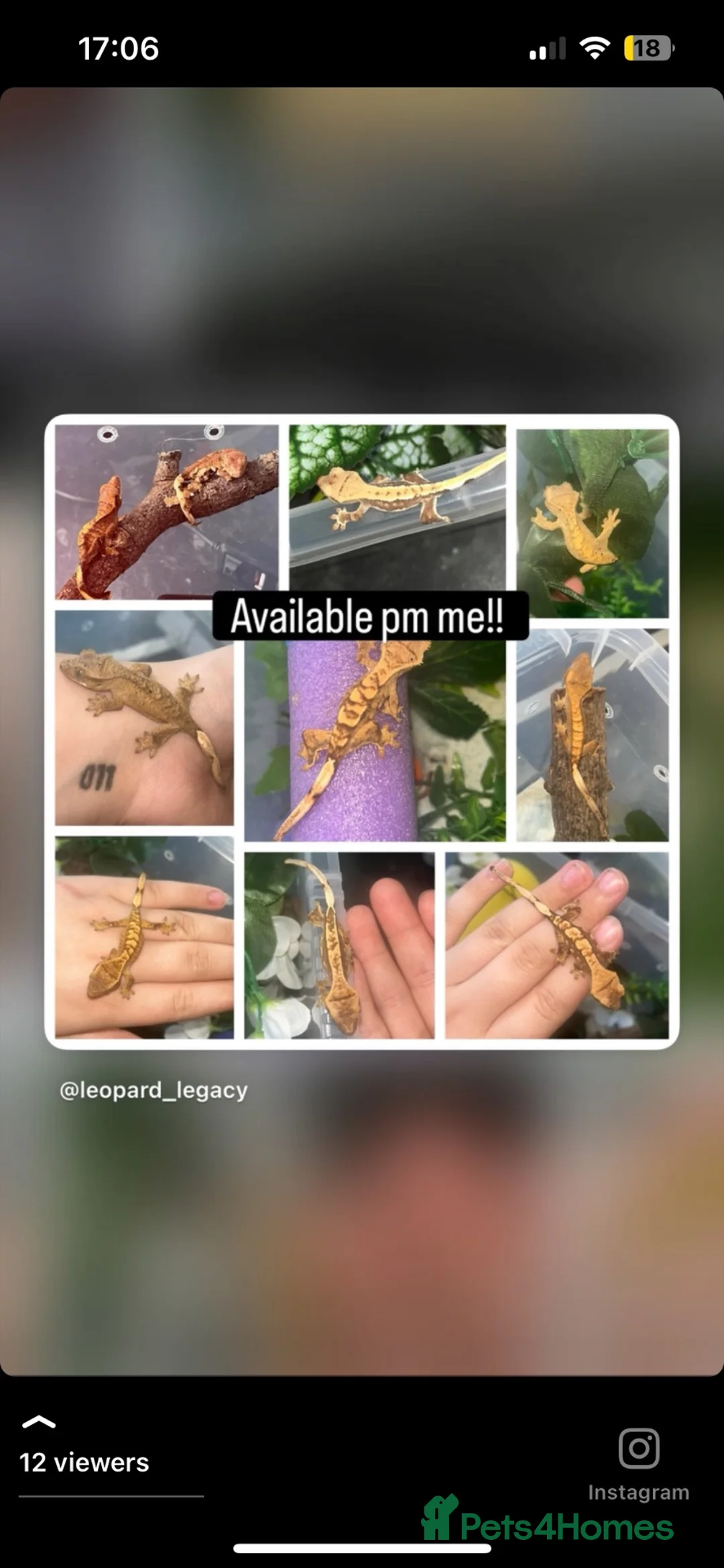 Gecko reptiles for sale: A range of leopard gecko and crested gecko babies in Aylesford - Advert 2