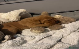 Labrador Retriever dogs for sale: Red Labrador puppies  - Image 18